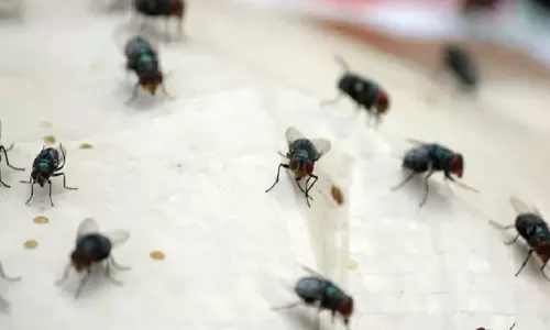 ഈച്ച ശല്യം, സഹിക്കെട്ട് നാട്ടുകാര്‍