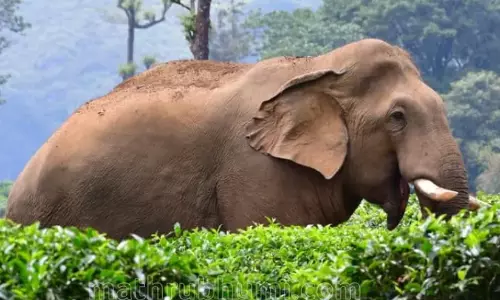 വീട്ടമ്മയെ കൊലപ്പെടുത്തിയ കാട്ടാനയെ മയക്കുവെടിവെച്ച് പിടികൂടാനുള്ള ദൗത്യം തുടരുന്നു