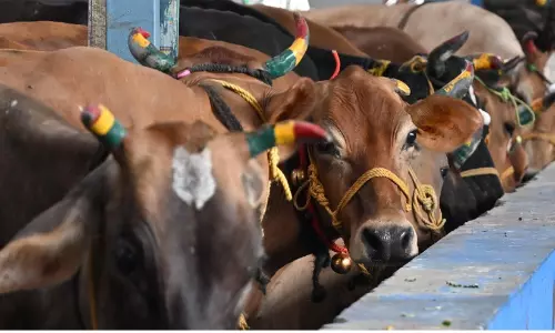 cow slaughter ban