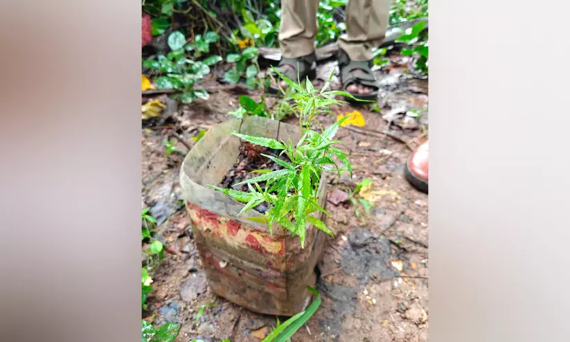 വീട്ടുവളപ്പിൽ കഞ്ചാവ് ചെടി പിടികൂടി വീട്ടുവളപ്പിൽ കഞ്ചാവ് ചെടി പിടികൂടി