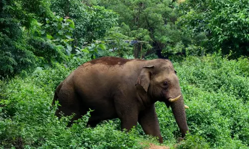 അതിരപ്പിള്ളിയിൽ കാട്ടാന ആക്രമണത്തിൽ വയോധികന്‍ കൊല്ലപ്പെട്ടു