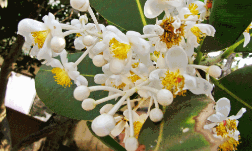 പുന്ന