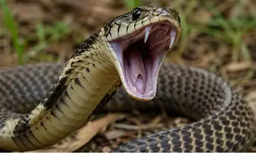 സംസ്ഥാനത്ത് പാമ്പുകടിയേറ്റ് രണ്ട് മരണം