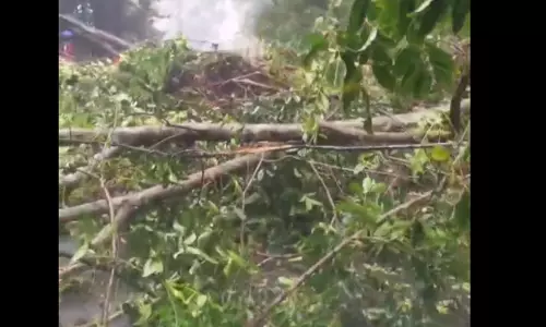 താമരശ്ശേരി ചുരത്തിൽ മരംവീണ് ഗതാഗതം തടസ്സപ്പെട്ടു; വൻ ഗതാഗതക്കുരുക്ക്; യാത്ര ഒഴിവാക്കണമെന്ന് നിർദേശം