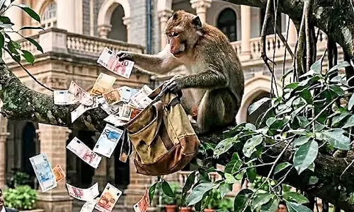 രണ്ട് ലക്ഷം സൂക്ഷിച്ച ബാഗ് തട്ടിപ്പറിച്ചു; പിന്നാലെ മരത്തിൽനിന്ന് ‘നോട്ടുമഴ’ പെയ്യിച്ച് കുരങ്ങൻ -വൈറൽ വിഡിയോ