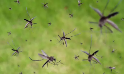 mosquitoes mosquitoes