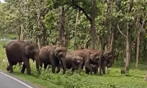 ഗൂഡല്ലൂർ-മൈസൂരു പാതയിൽ വന്യമൃഗ സാന്നിധ്യം കൂടി