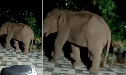 വീട്ടുമുറ്റത്ത് കൊലവിളിയോടെ കാട്ടാന
