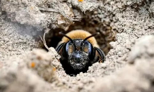 bee colony