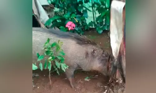 ജീവനും കൃഷിക്കും ഭീഷണിയായി കാട്ടുപന്നികൾ