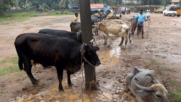 കാലിക്ഷാമം രൂക്ഷം; നാല് ജില്ലകളിൽ ഇറച്ചിക്കടകൾ ആറിനും ഏഴിനും അടച്ചിടും