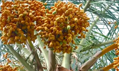 വീ​ട്ടു​മു​റ്റ​ത്ത് അ​ല​ങ്കാ​ര​ത്തി​നാ​യി ന​ട്ടു​പി​ടി​പ്പി​ച്ച ഈന്തപ്പനകള്‍ കായ്ച്ചു