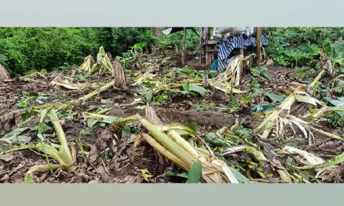 ജനവാസ മേഖലയിൽ കാട്ടാനക്കൂട്ടത്തിന്‍റെ പരാക്രമം; വ‍്യാപക കൃഷിനാശം