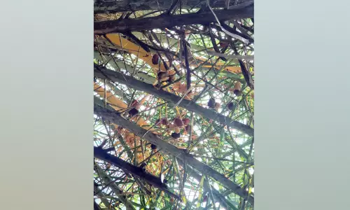 അറബ് നാട്ടിൽ മാത്രമല്ല, കുമരകത്തെ കായൽമണ്ണിലും വിളഞ്ഞ് ഈന്തപ്പഴം