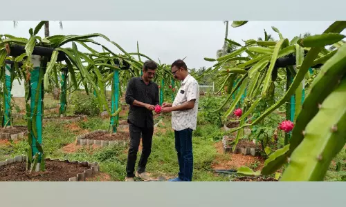 ഓരുവെള്ളത്തെ തോൽപിച്ച ഡ്രാഗൺ പഴത്തോട്ടത്തിൽ വിളവെടുപ്പുകാലം