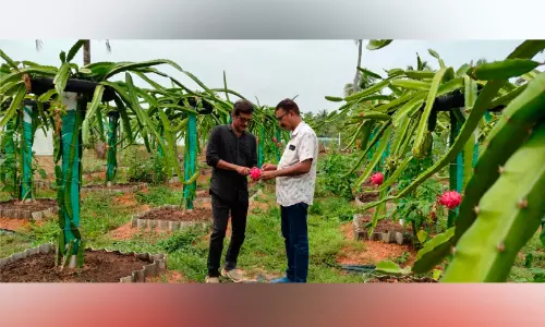 ഓരുവെള്ളത്തെ തോൽപിച്ച ഡ്രാഗൺ പഴത്തോട്ടത്തിൽ വിളവെടുപ്പുകാലം