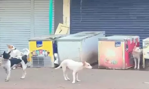 സുപ്രീംകോടതി വിധിക്കു ശേഷവും തെരുവുനായ് ശല്യത്തിന് പരിഹാരമില്ല