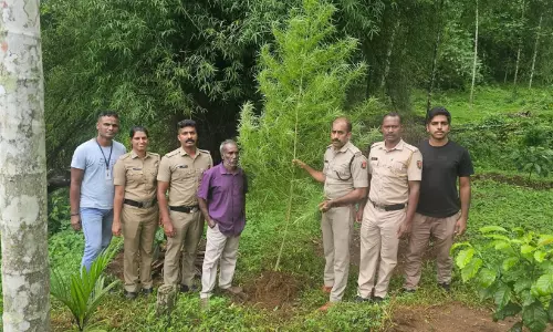 മൂന്നര മീറ്റർ ഉയരമുള്ള കഞ്ചാവ് ചെടി പിടികൂടി മൂന്നര മീറ്റർ ഉയരമുള്ള കഞ്ചാവ് ചെടി പിടികൂടി