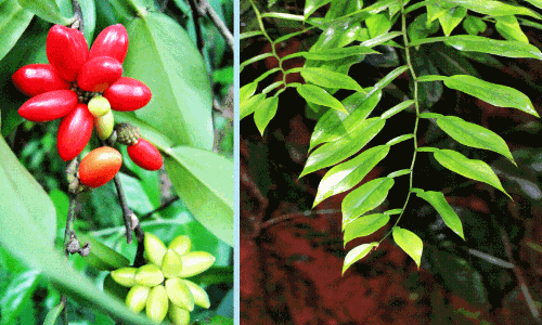 അരിക്കാച്ചിവള്ളി
