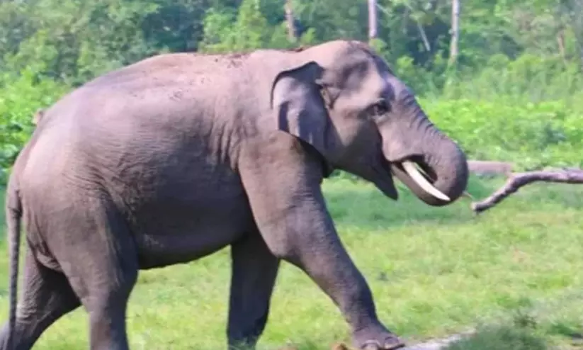ഇടുക്കിയിൽ കാട്ടാന ആക്രമണം; യുവതിക്ക് ദാരുണാന്ത്യം ഇടുക്കിയിൽ കാട്ടാന ആക്രമണം; യുവതിക്ക് ദാരുണാന്ത്യം