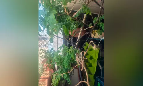 രുചി പകരുന്ന ഓർമകൾ; സലീം കുമാർ സമ്മാനിച്ച​ സ്​നേഹമരം..