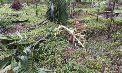 ചുള്ളിയോട് വീണ്ടും കാട്ടാനയിറങ്ങി; വ്യാപക കൃഷിനാശം