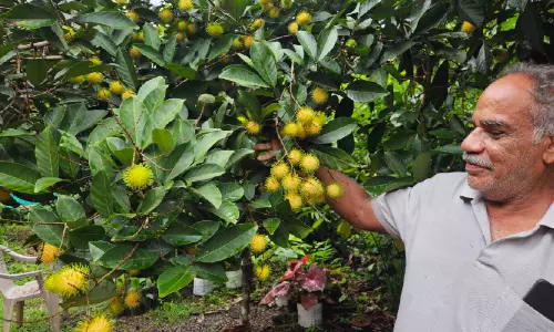 റംബൂട്ടാൻ പഴങ്ങളുടെ വിലയിടിഞ്ഞു; കർഷകർക്ക് നിരാശ