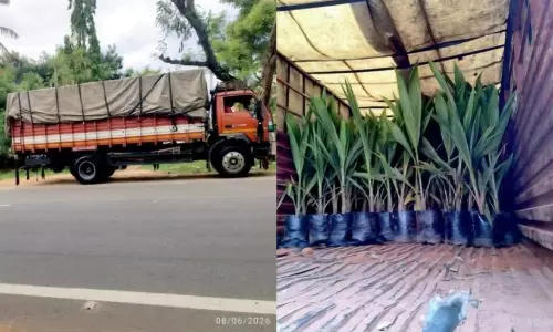 നല്ല ഒന്നാന്തരം തെങ്ങിൻതൈ; പിന്നിൽ ഒളിപ്പിച്ചത് 1.40 കോടിയുടെ കഞ്ചാവ്!കേരളത്തിലേക്ക് കടത്തിയ ലഹരിശേഖരം പിടിയിൽ; നാലുപേർ അറസ്റ്റിൽ നല്ല ഒന്നാന്തരം തെങ്ങിൻതൈ; പിന്നിൽ ഒളിപ്പിച്ചത് 1.40 കോടിയുടെ കഞ്ചാവ്!കേരളത്തിലേക്ക് കടത്തിയ ലഹരിശേഖരം പിടിയിൽ; നാലുപേർ അറസ്റ്റിൽ