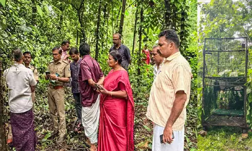ത​ച്ച​മ്പാ​റ ചെ​ന്തു​ണ്ടി​ൽ പു​ലി​യി​റ​ങ്ങി; പശുക്കിടാവിനെ കൊന്നു
