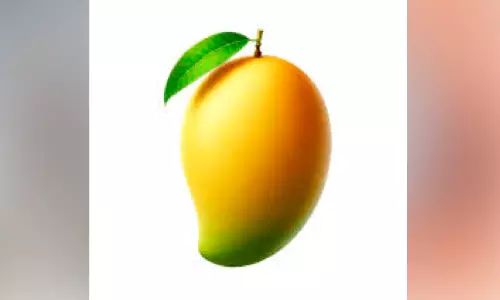 ഖത്തർ ഇന്ത്യൻ മാംഗോ ഫെസ്റ്റിവൽ 18 മുതൽ