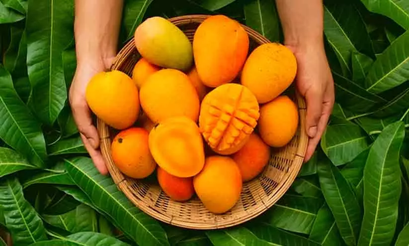 mango mango