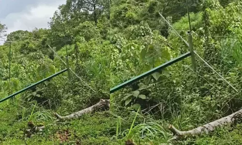 കാട്ടാനക്കൂട്ടം സൗരോർജ വേലി നശിപ്പിക്കുന്നു; ആനക്കൂട്ടത്തിൽ അപകടകാരിയായ മോഴയാനയും