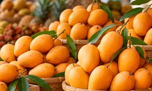 mango mango