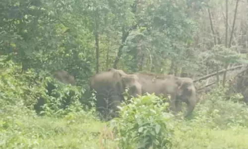 മലയോര ഹൈവേയില്‍ കാട്ടാനക്കൂട്ടമിറങ്ങി; ഗതാഗതം തടസ്സപ്പെട്ടു