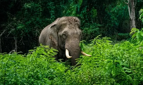 വന്യമൃഗശല്യം: സ്‌പെഷ്യൽ റിസർവ് ഫോഴ്‌സ് രൂപവത്കരിക്കാൻ നിർദേശം നൽകി വനംമന്ത്രി
