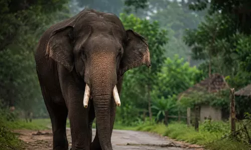അട്ടപ്പാടിയിൽ രണ്ടിടങ്ങളിൽ കാട്ടാന ആക്രമണം; മൂ​ന്ന് പേ​ർ​ക്ക് പ​രി​ക്ക്