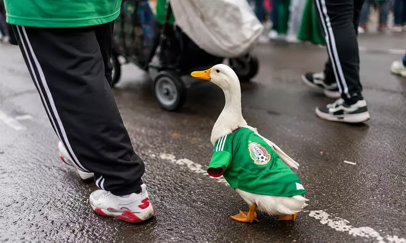 duck duck