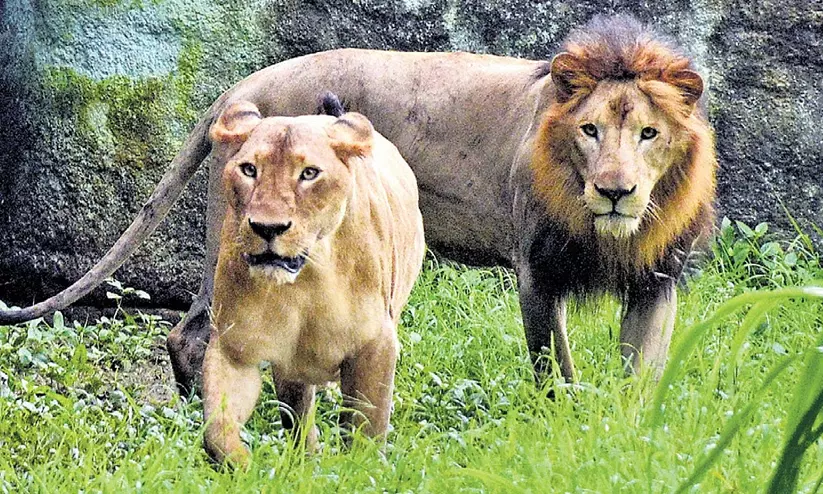 സിംഹങ്ങളുടെ താവളങ്ങൾക്ക് ഭീഷണി; വനഭൂമി വിട്ടുനൽകുന്നതിലും ചട്ടങ്ങൾ ലംഘിച്ച് അനുമതികൾ നൽകുന്നതിലും ക്രമക്കേടെന്ന് ആക്ഷേപം സിംഹങ്ങളുടെ താവളങ്ങൾക്ക് ഭീഷണി; വനഭൂമി വിട്ടുനൽകുന്നതിലും ചട്ടങ്ങൾ ലംഘിച്ച് അനുമതികൾ നൽകുന്നതിലും ക്രമക്കേടെന്ന് ആക്ഷേപം