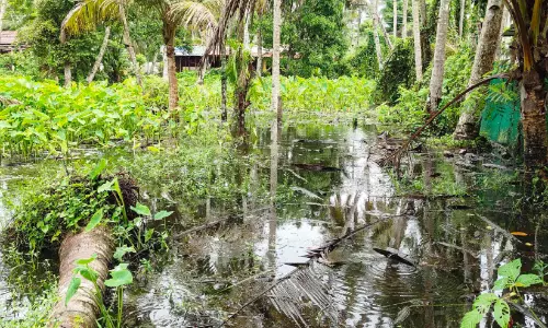 പല്ലനയിൽ മലിനജലം: പരിസരവാസികൾ ദുരിതത്തിൽ