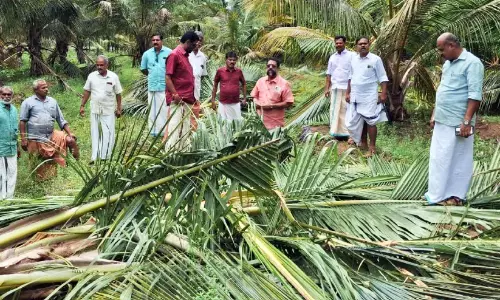 കാട്ടാനക്കൂട്ടം ജനവാസമേഖലയിൽ; കൃ​ഷി​നാ​ശം വ്യാപകം