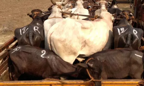 കന്നുകാലി കടത്തിന് മാഫിയ ഭീഷണി, ‘സുനാമി ഇറച്ചി’യുടെ വരവും വർധിച്ചു; സംസ്ഥാനത്ത് മാട്ടിറച്ചി വ്യാപാരം പ്രതിസന്ധിയിൽ