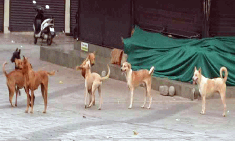 ഒറ്റപ്പാലത്ത് നിരവധിപേരെ കടിച്ച തെരുവു നായ്ക്ക് പേ വിഷബാധ ഒറ്റപ്പാലത്ത് നിരവധിപേരെ കടിച്ച തെരുവു നായ്ക്ക് പേ വിഷബാധ