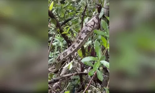 വീട്ടുമുറ്റത്തുനിന്ന് പട്ടിയെ പിടിച്ച പെരുമ്പാമ്പ് മാവിൽ കയറി