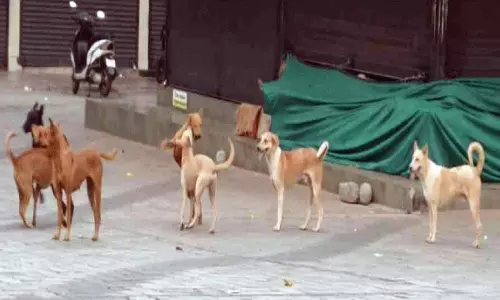 ഒറ്റപ്പാലത്ത് നിരവധിപേരെ കടിച്ച തെരുവു നായ്ക്ക് പേ വിഷബാധ ഒറ്റപ്പാലത്ത് നിരവധിപേരെ കടിച്ച തെരുവു നായ്ക്ക് പേ വിഷബാധ