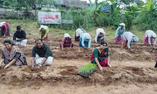 ചെണ്ടുമല്ലി വിരിയിക്കാൻ പൊന്നാനി നഗരസഭ പൂപ്പാടം ഒരുക്കുന്നു