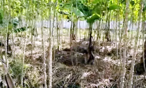 മരച്ചിനി കൃഷിയിൽനിന്ന് കർഷകർ പിന്മാറുന്നു