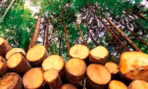 മുട്ടിൽ മരംമുറി കേസിൽ നാല് കോടി മൂല്യമുള്ള മരങ്ങൾ ലേലം ചെയ്യാൻ കോടതി അനുമതി