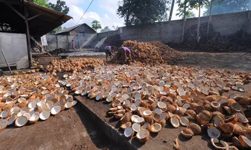 സംസ്ഥാനത്ത് കൊപ്രവില ഇടിഞ്ഞു; കേരകർഷകർ പ്രതിസന്ധിയിൽ