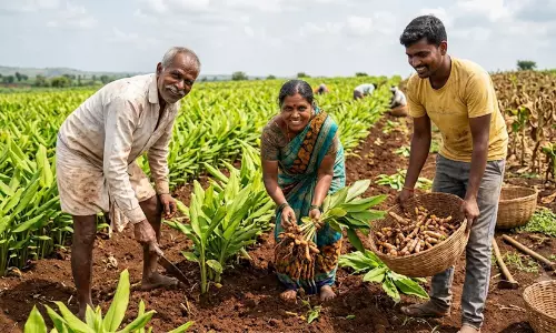 പുകയില കൃഷിയിൽ നിന്ന് മഞ്ഞളിലേക്ക്; ബെളഗാവി കർഷകർ പുതു വഴിയിൽ