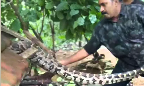 ഭീതി പരത്തിയ കൂറ്റൻ പെരുമ്പാമ്പിനെ പിടികൂടി ഭീതി പരത്തിയ കൂറ്റൻ പെരുമ്പാമ്പിനെ പിടികൂടി